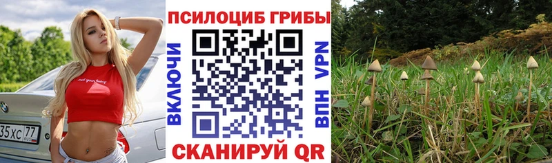 Псилоцибиновые грибы Psilocybe  купить наркотики сайты  Партизанск 
